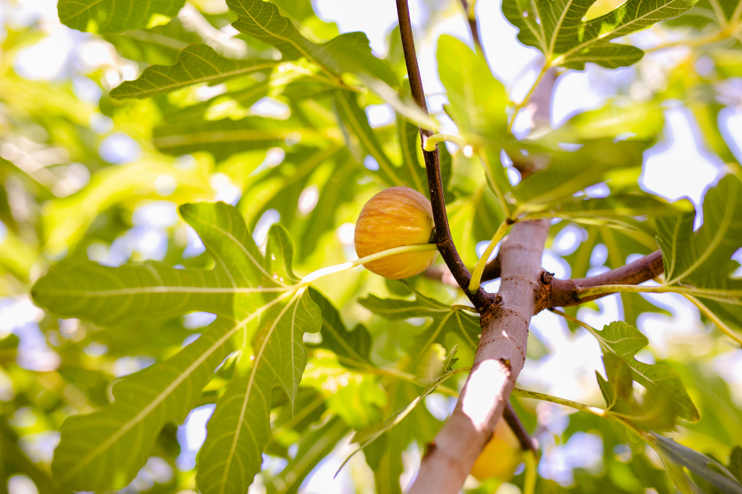 Formation gemmothérapie en pharmacie. Formation pharmacie en classe virtuelle, en présentiel et e-learning. Coaching des pharmacies